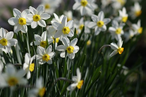 daffodil  flower  supplies
