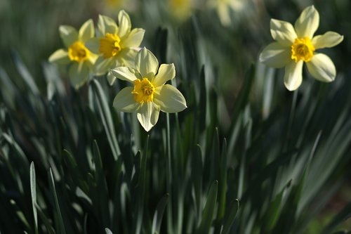 daffodil  yellow  flower
