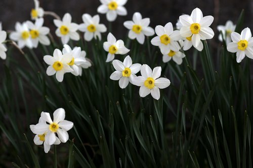 daffodil  white  flower