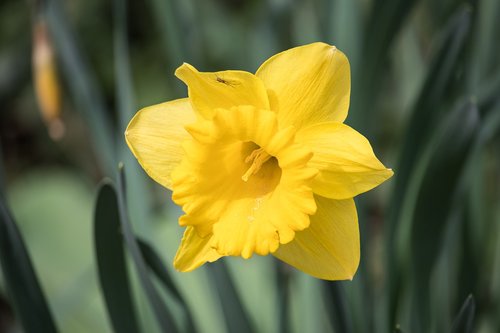 daffodil  narcissus  flower