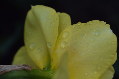 daffodil  spring  blooms at