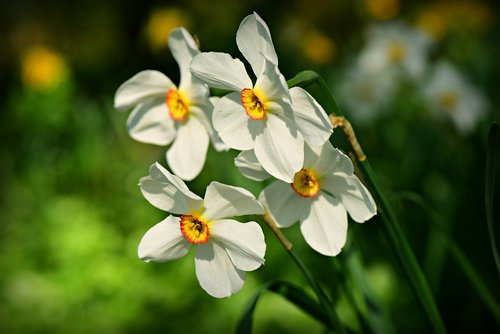 daffodil  spring flower  blossom