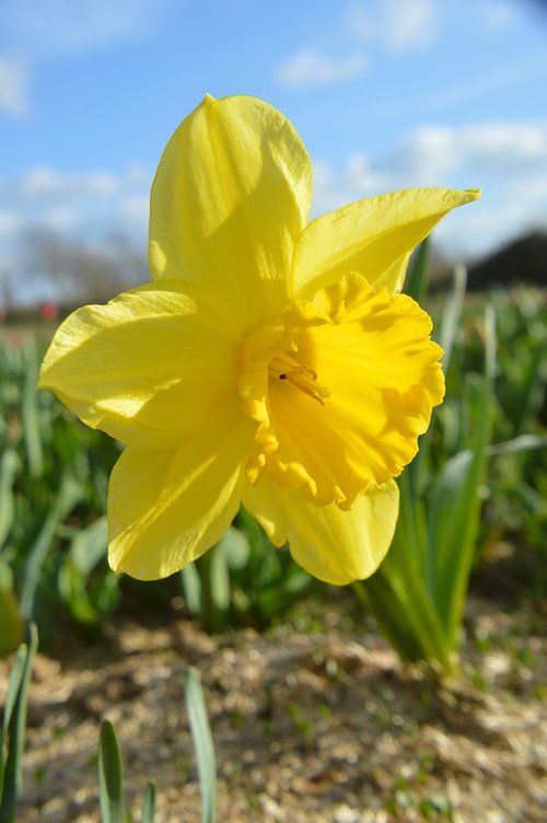 daffodil  flower  petal