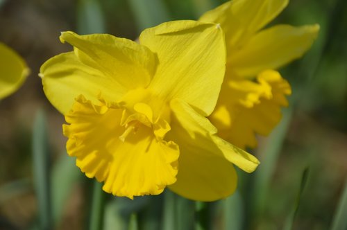 daffodil  flower  petal