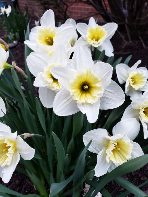 daffodil  spring  flowers