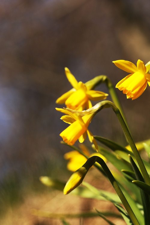 daffodil  flower  yellow