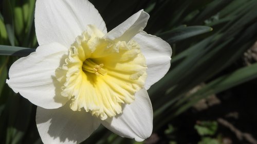 daffodil  spring flowers  easter