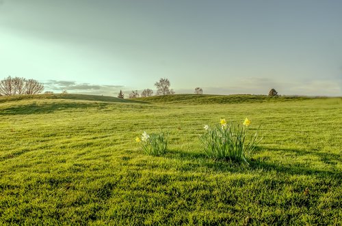 daffodil  grass  green