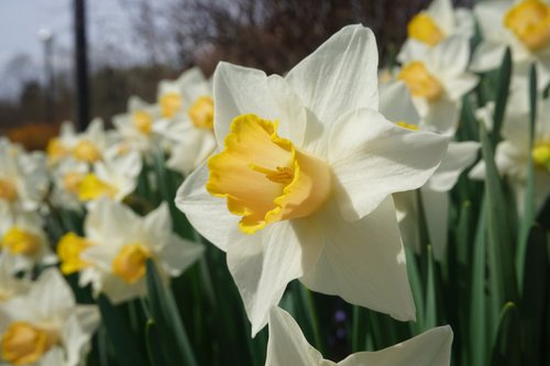 daffodil  plant  nature