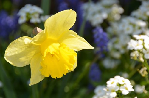 daffodil  yellow  spring