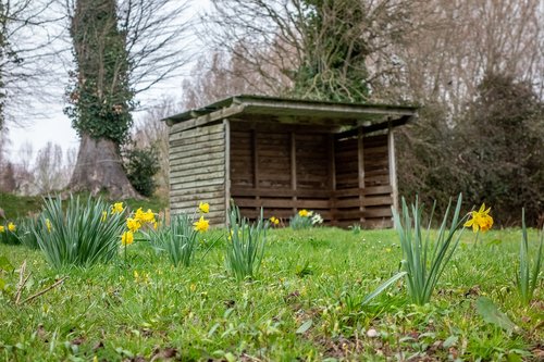 daffodil  spring  park