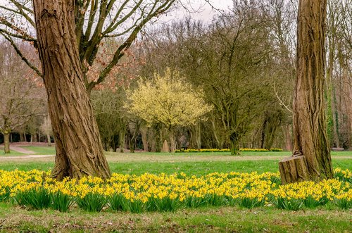 daffodil  spring  park