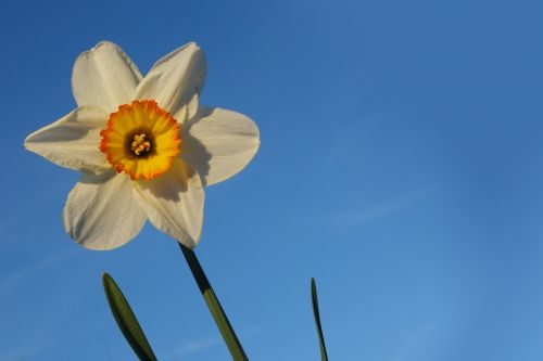 daffodil flower blossom