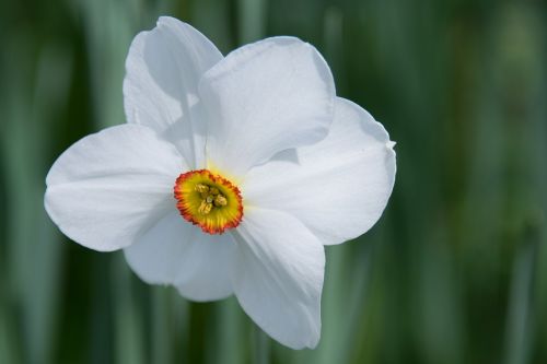 daffodil flower blossom