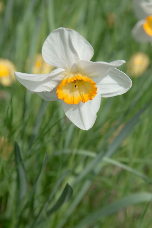 daffodil flower blossom