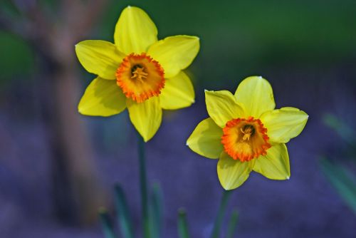 daffodil flower blossom