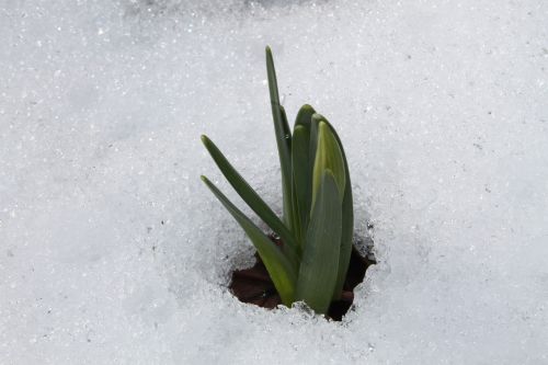 daffodil narcissus pseudonarcissus snow