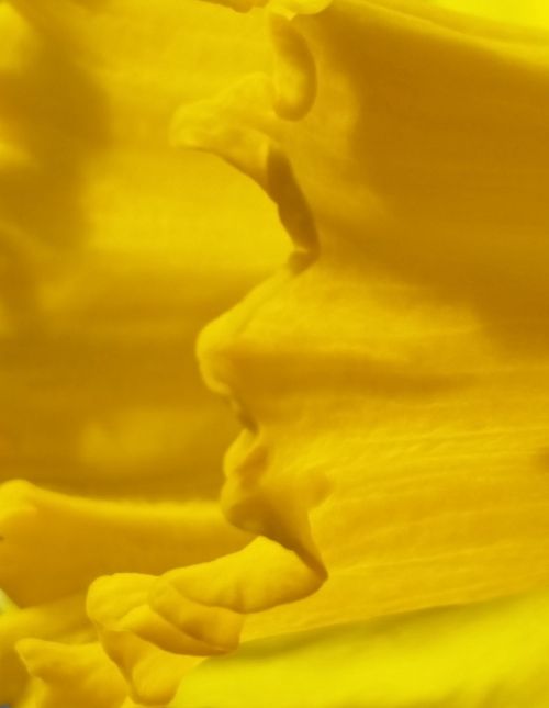 daffodil yellow macro