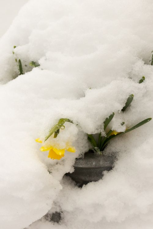 daffodil snow easter