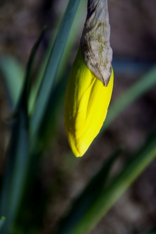 daffodil bud spring