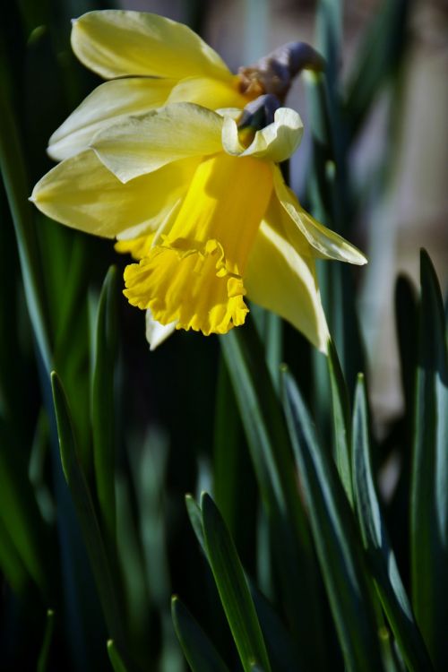 daffodil spring yellow