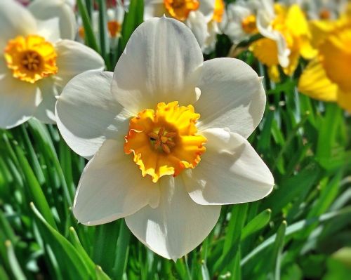 daffodil flower spring