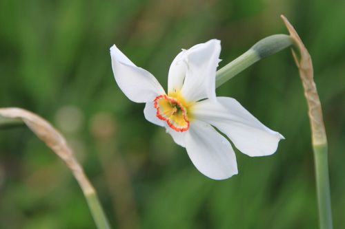 daffodil flowers narcissus