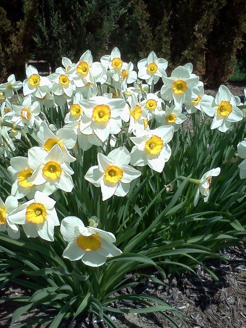 daffodil spring flower narcissus