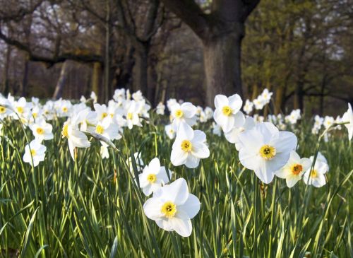daffodil flower bed