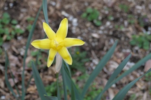 daffodil bud  spring  nature