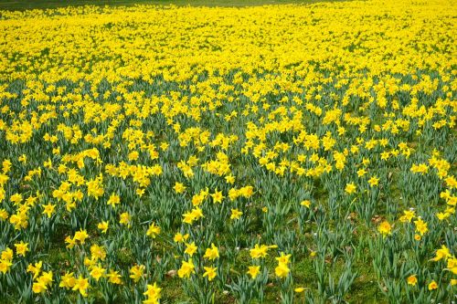 daffodil field flowers sea of flowers