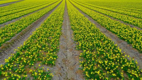 daffodil field daffodil narcissus