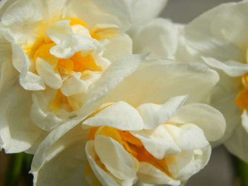 daffodil filled white daffodil spring