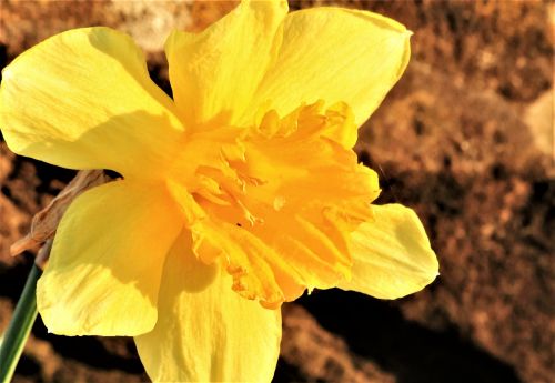 Daffodil In Morning Light 2