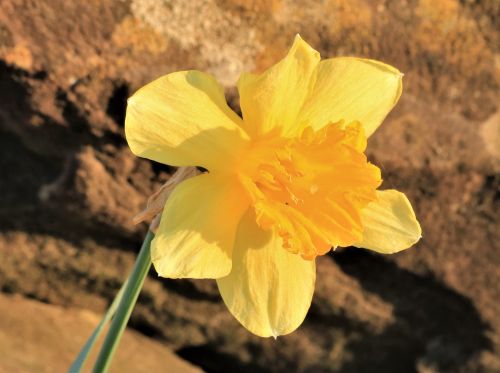 Daffodil In Morning Light