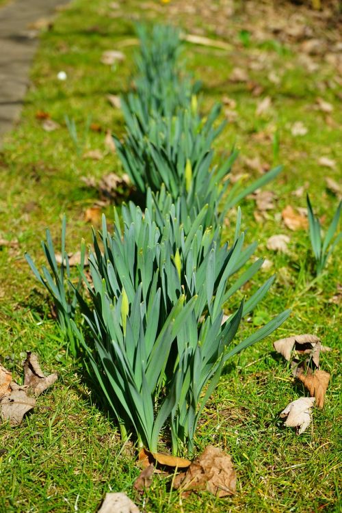 daffodil leaves daffodils flower