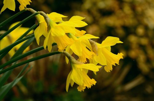 daffodils osterglocken yellow