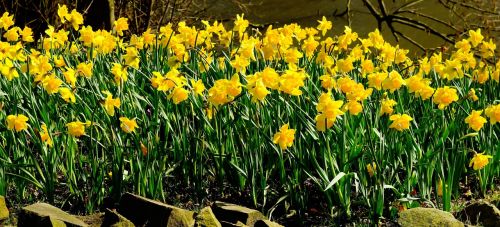 daffodils flowers osterglocken