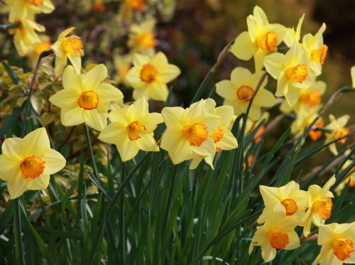 Daffodils