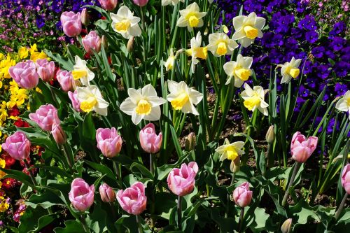 daffodils tulips yellow