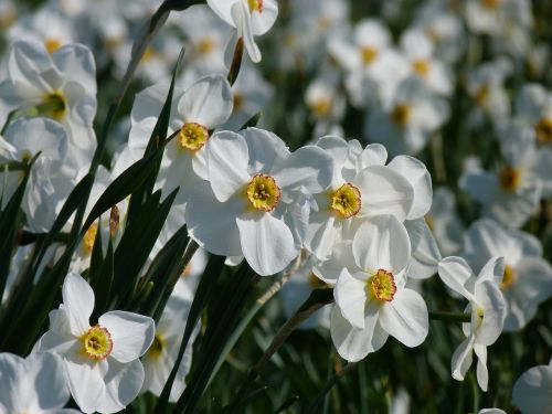 daffodils flowers plant