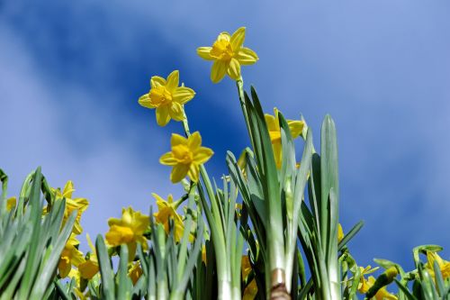 daffodils flowers bloom