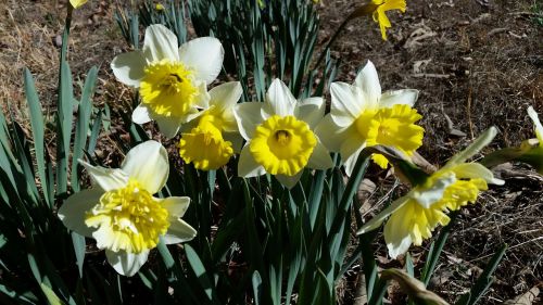 daffodils flowers spring