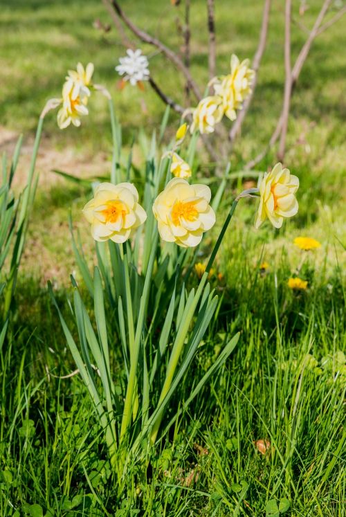 daffodils flowers narcissus