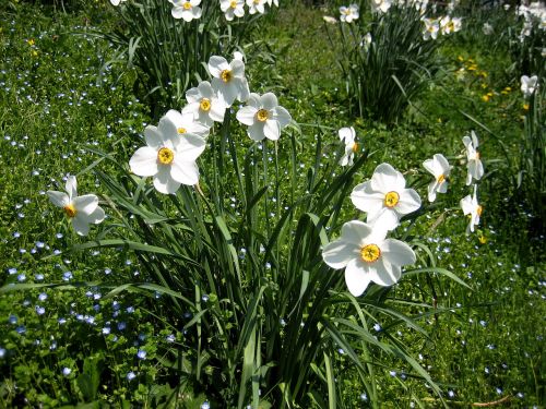 daffodils spring harbinger of spring