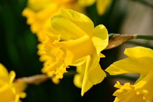 daffodils osterglocken yellow
