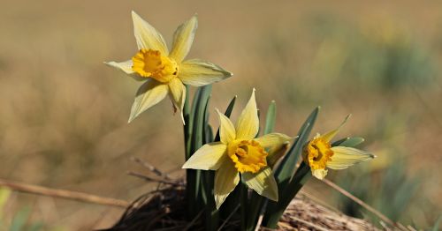 daffodils yellow spring
