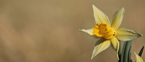 daffodils yellow spring