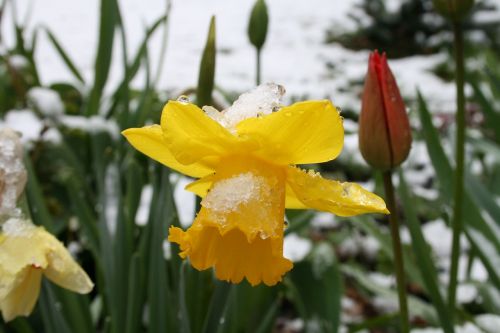 daffodils snow winter