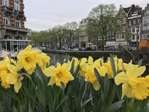 daffodils flower bloom